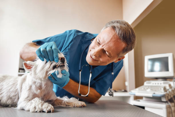 Best Emergency Root Canal Therapy in Riverdale, UT